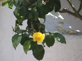 Rose Looking At You First Day